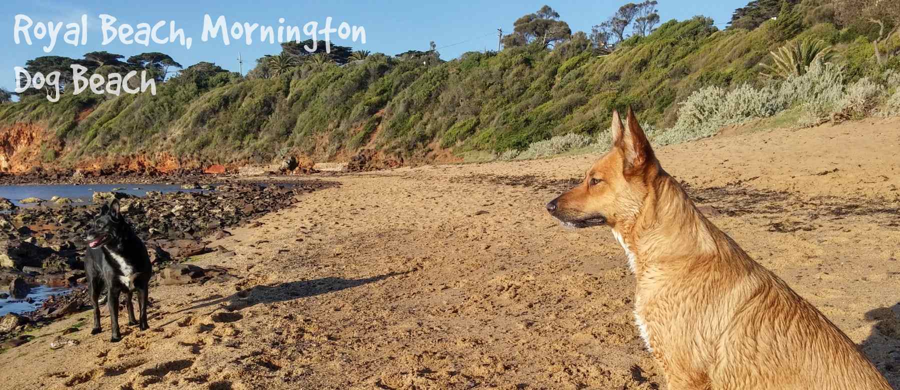 Royal Beach, Mornington - Dog Beach