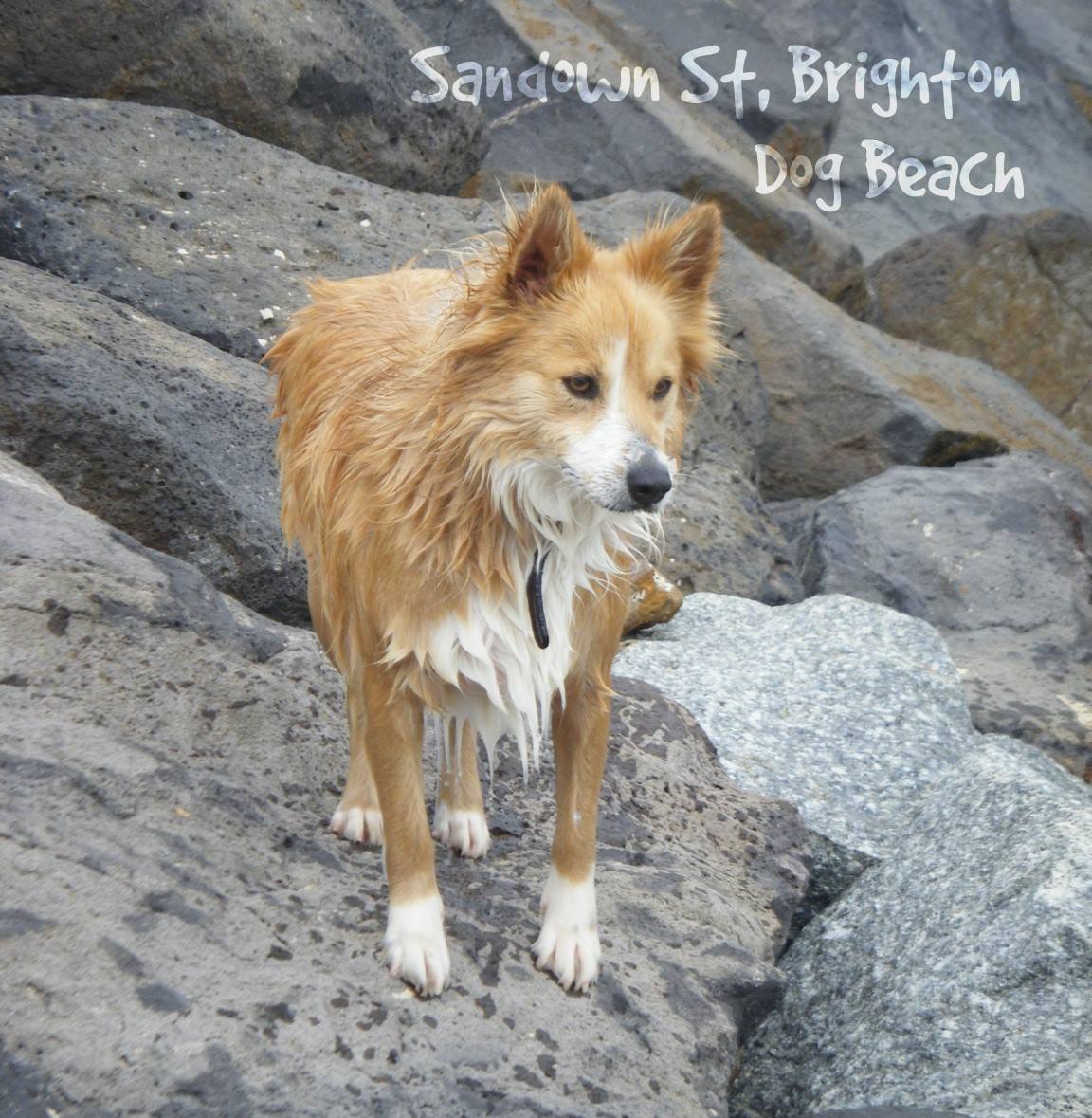 Sandown St Beach, Brighton - Dog Beach