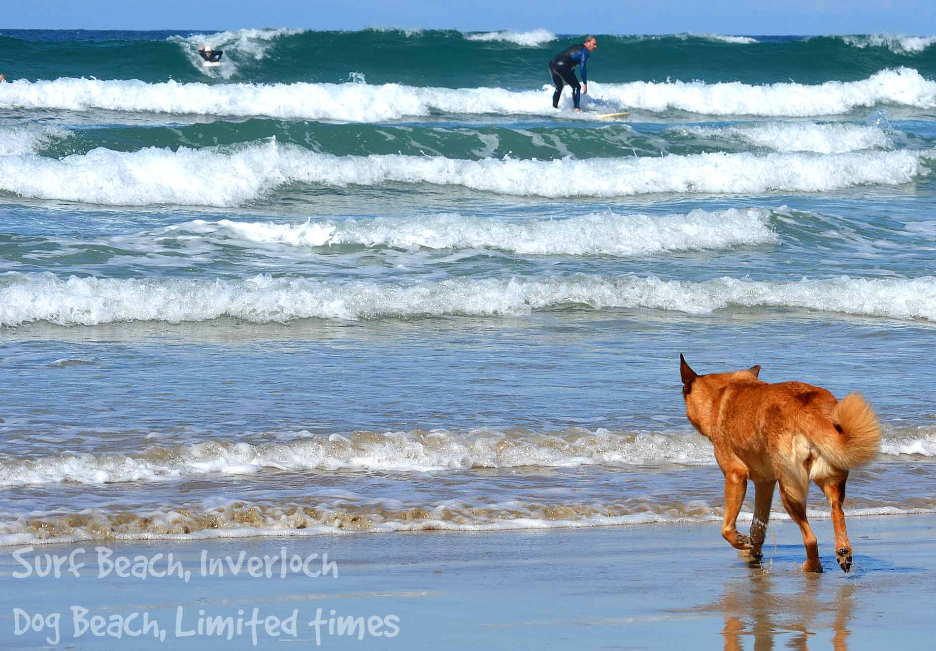 Surf Beach, Inverloch - Dog Beach Limited times