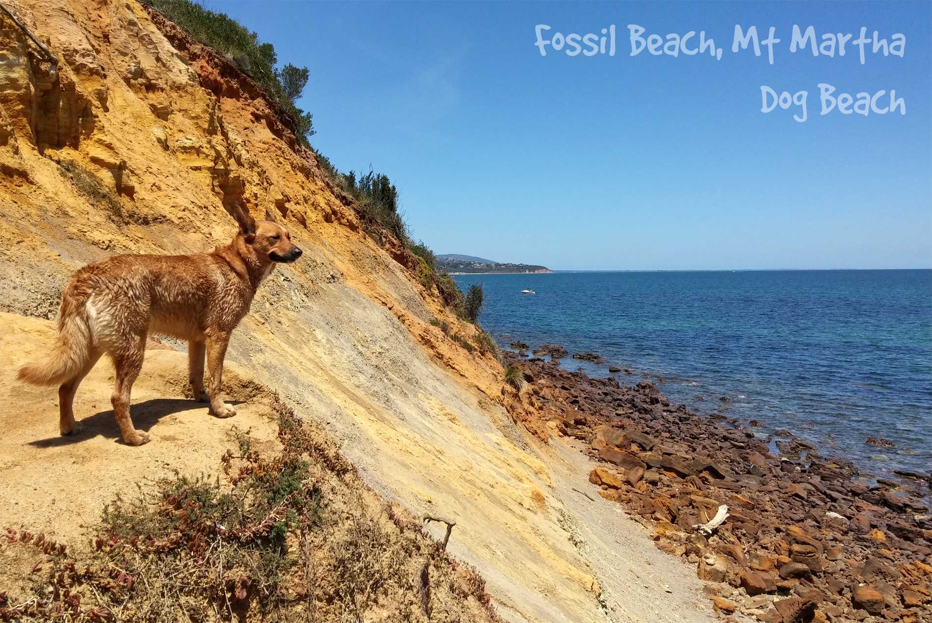 Fossil Beach, Mt Martha - Dog Beach