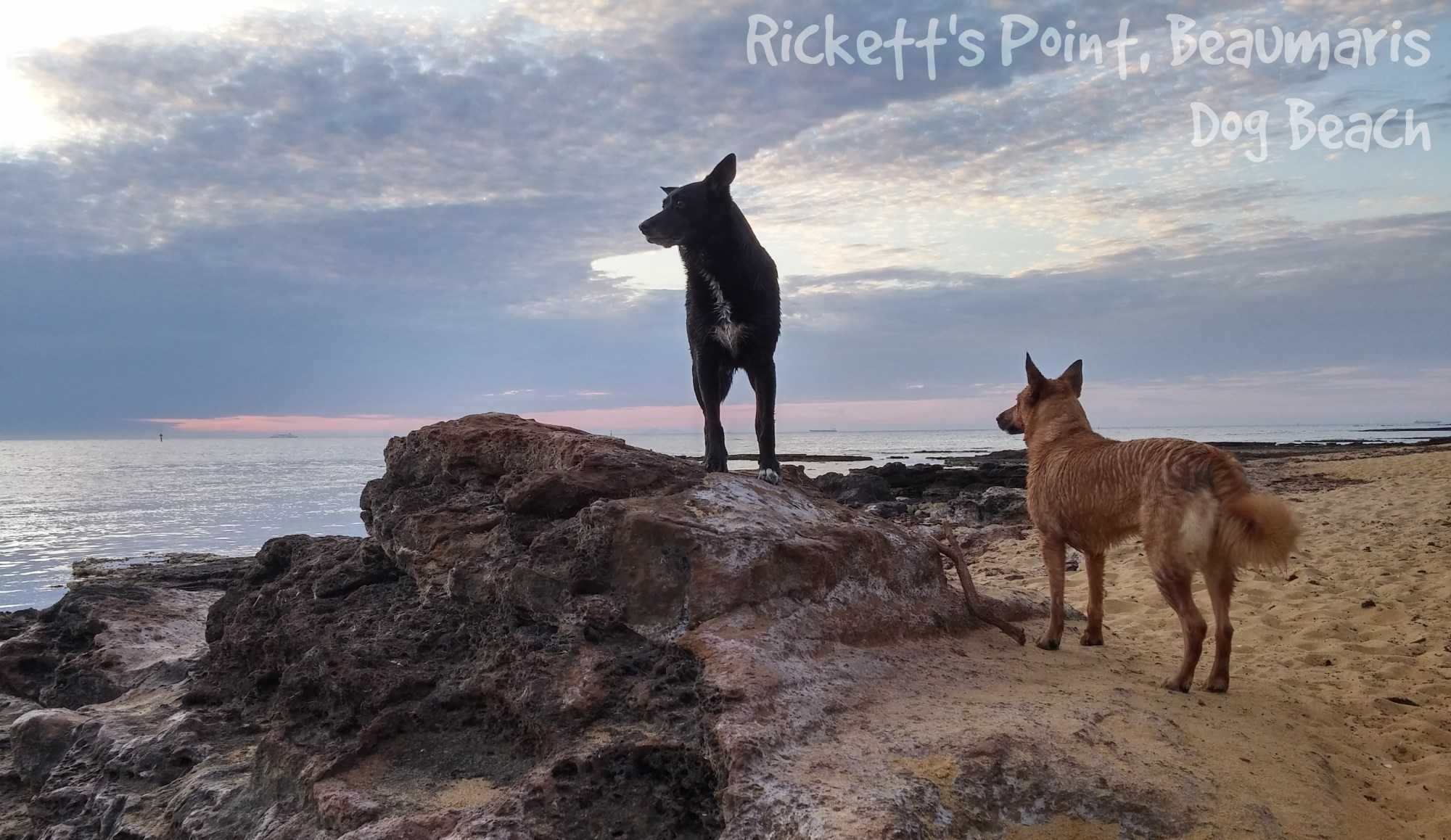 Ricketts Point Beach, Beaumaris - Dog Beach